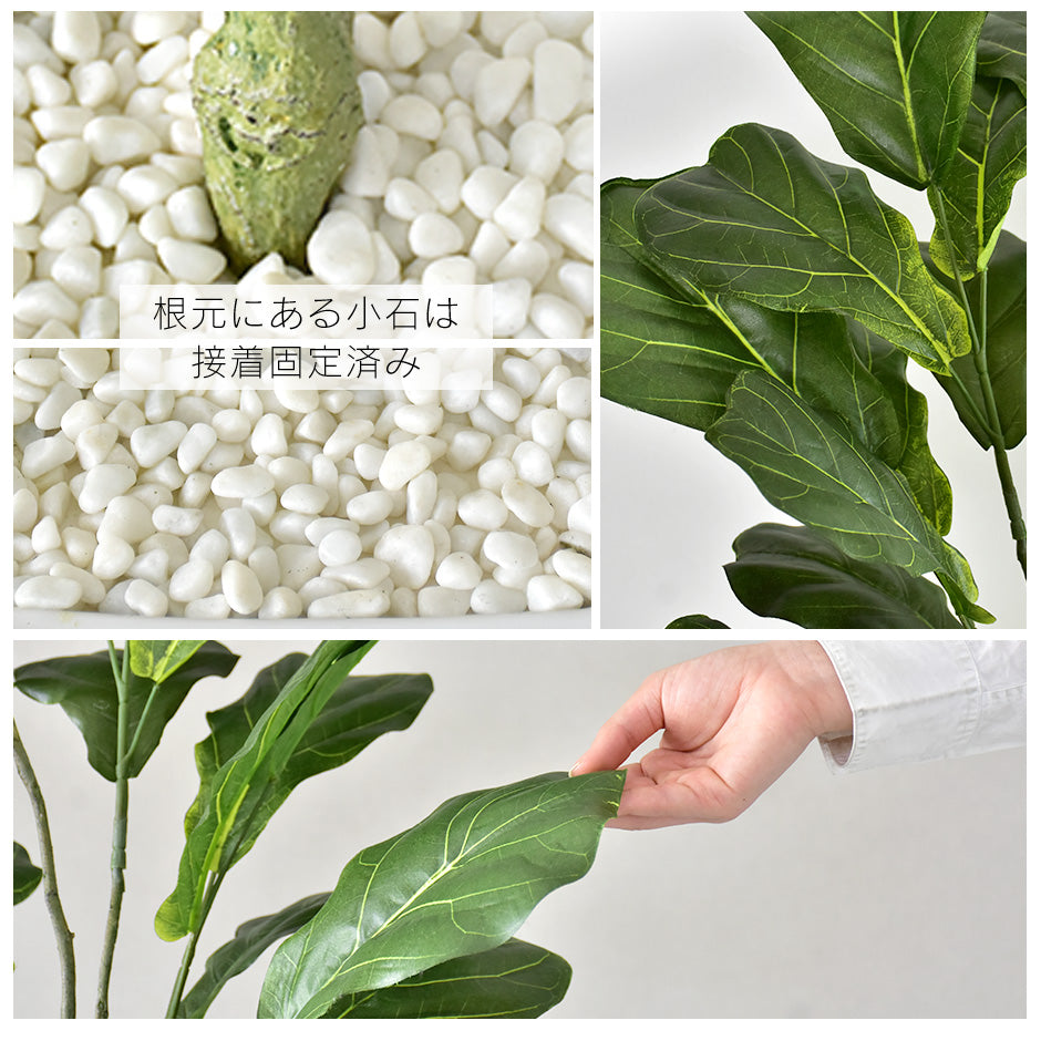人工観葉植物 カシワバゴムノキ