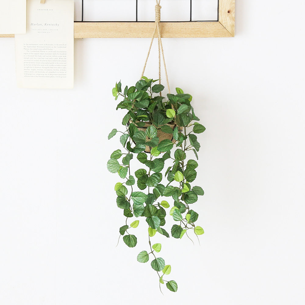 観葉植物　ハンギング ペペロミア70㎝