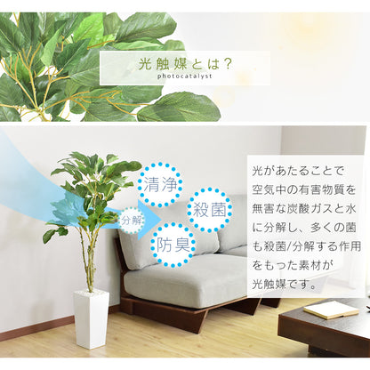 人工観葉植物 コーヒーツリー