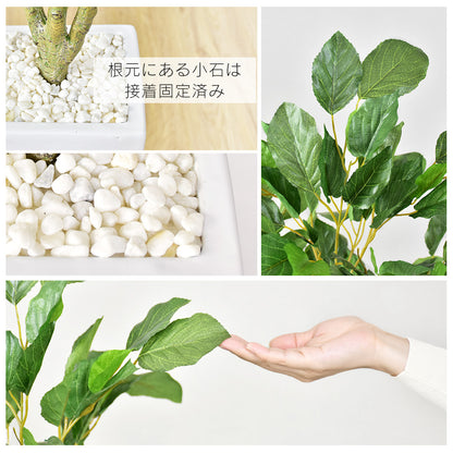 人工観葉植物 コーヒーツリー