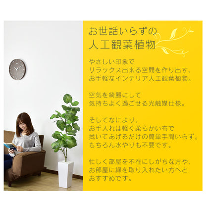 人工観葉植物 フィカス・ウンベラータ