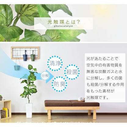 人工観葉植物 フィカス・ウンベラータ