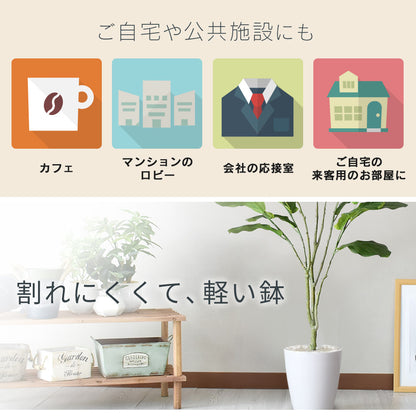 人工観葉植物 カシワバゴムノキ
