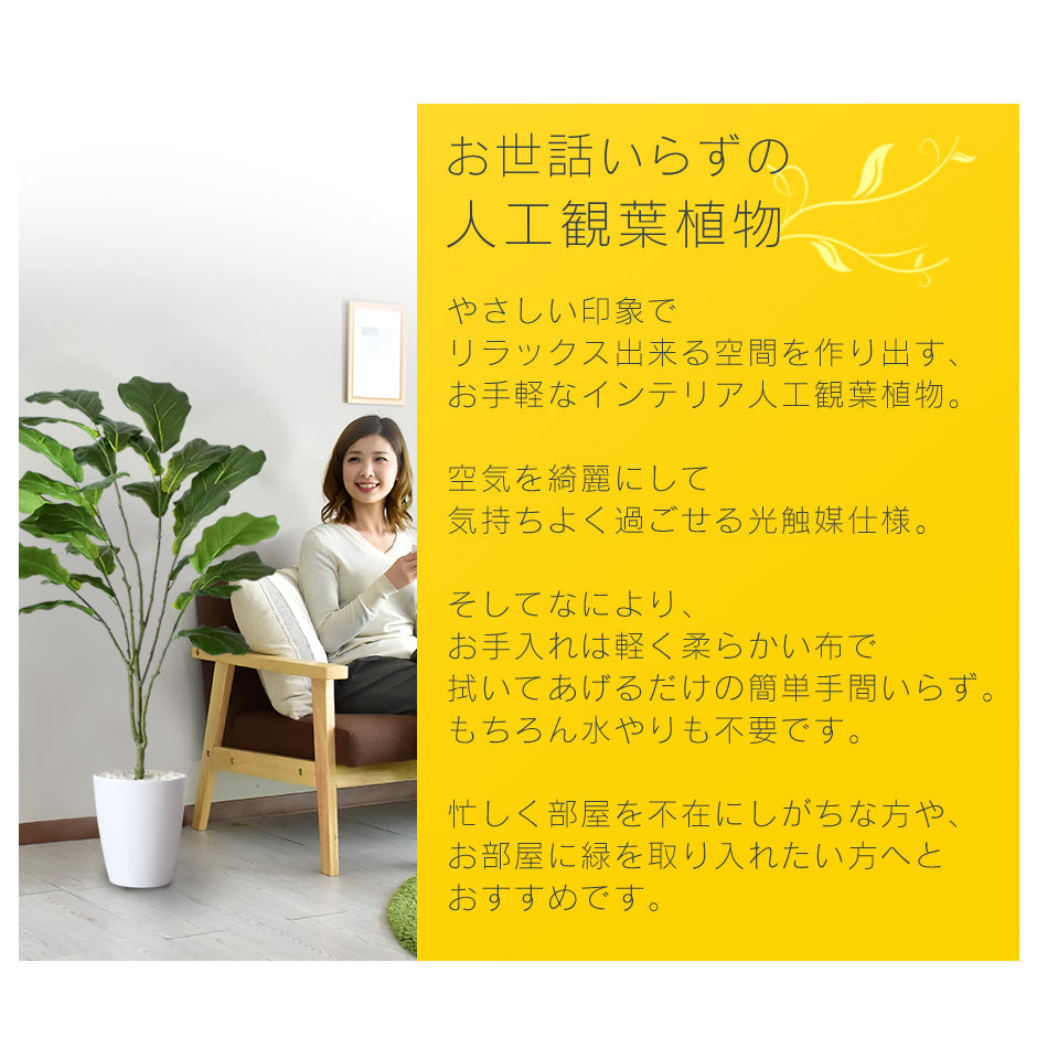 人工観葉植物 カシワバゴムノキ