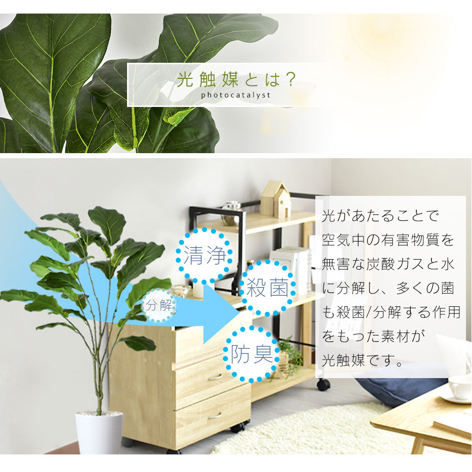 人工観葉植物 カシワバゴムノキ