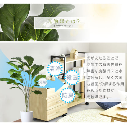 人工観葉植物 カシワバゴムノキ
