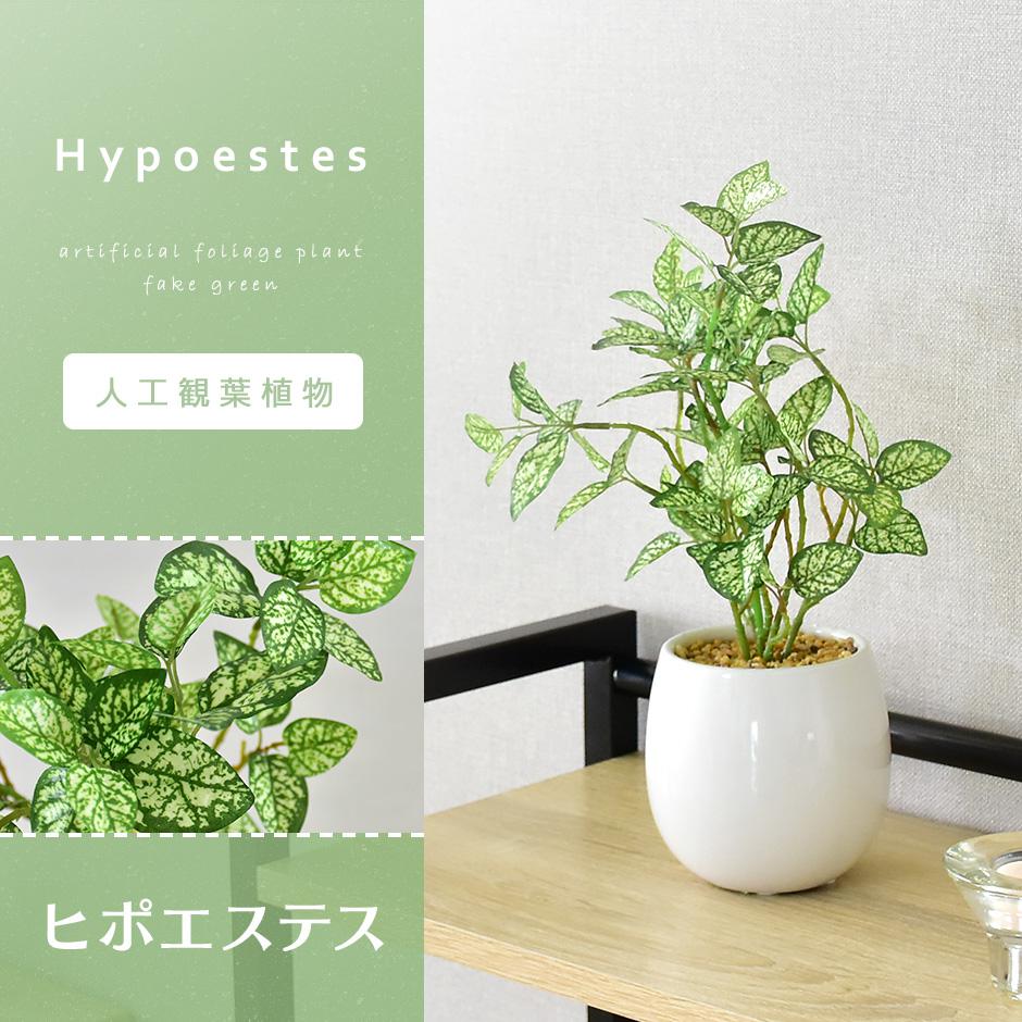 人工観葉植物 ヒポエステス