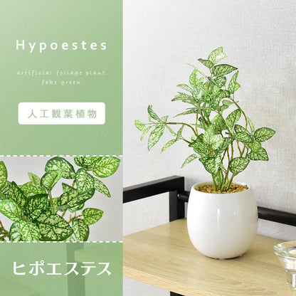 人工観葉植物 ヒポエステス