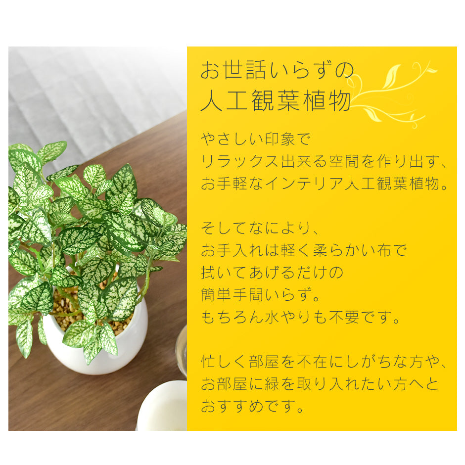 人工観葉植物 ヒポエステス