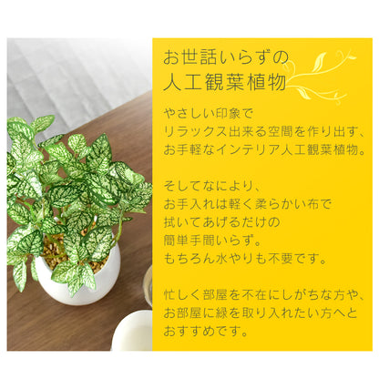 人工観葉植物 ヒポエステス