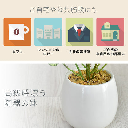 人工観葉植物 ヒポエステス