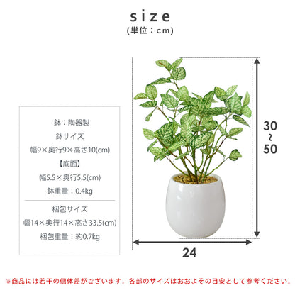 人工観葉植物 ヒポエステス