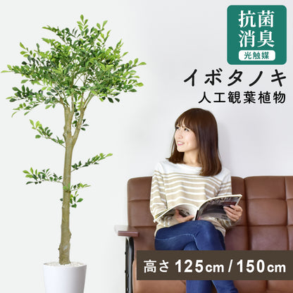 人工観葉植物 イボタノキ