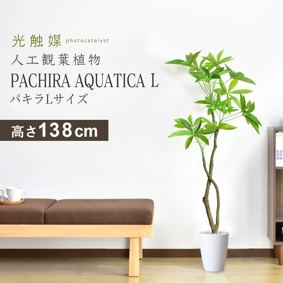 観葉植物　パキラL
