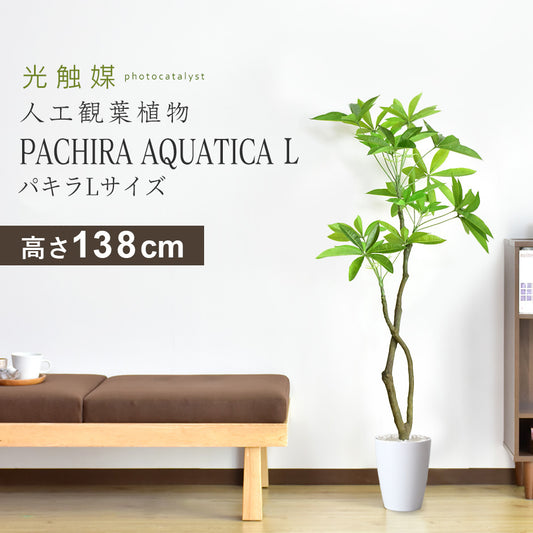 観葉植物　パキラL