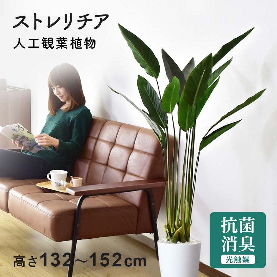 観葉植物 ストレリチア