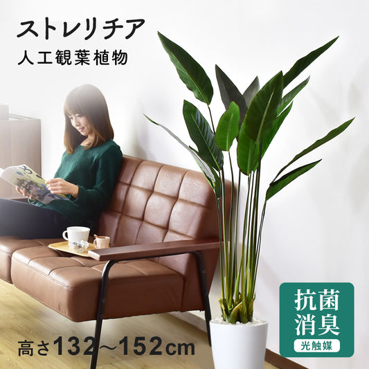 観葉植物 ストレリチア