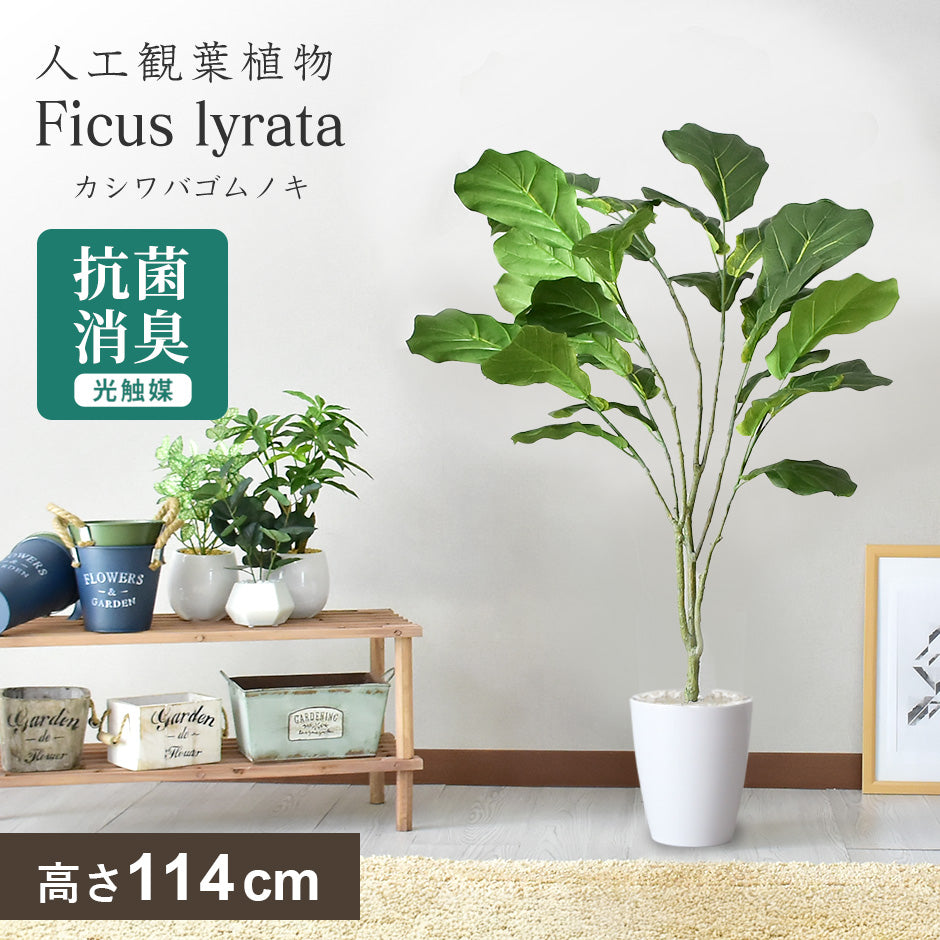 人工観葉植物 カシワバゴムノキ