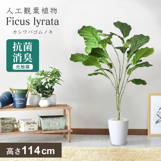 人工観葉植物 カシワバゴムノキ