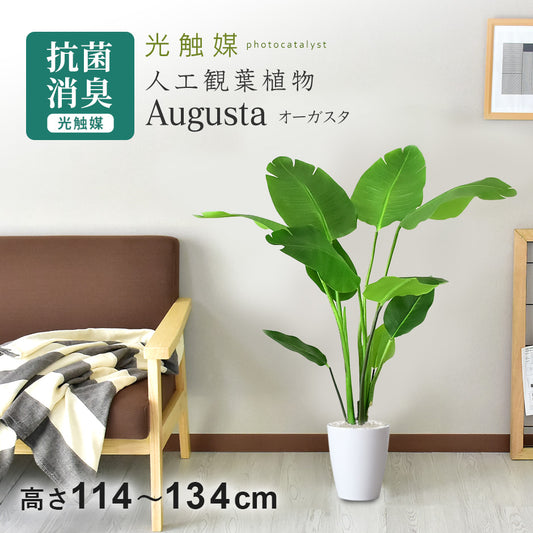 人工観葉植物 オーガスタ