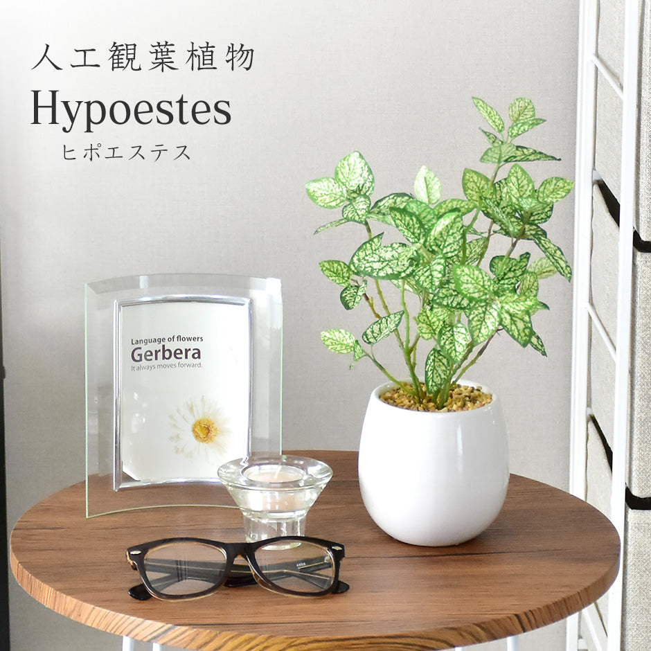 人工観葉植物 ヒポエステス