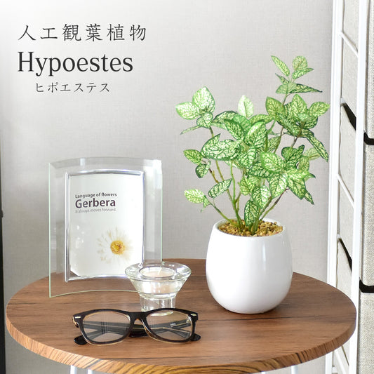 人工観葉植物 ヒポエステス