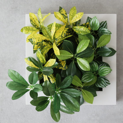 観葉植物【正方形】マイロ