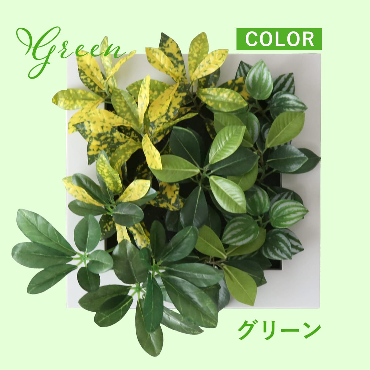 観葉植物【正方形】マイロ