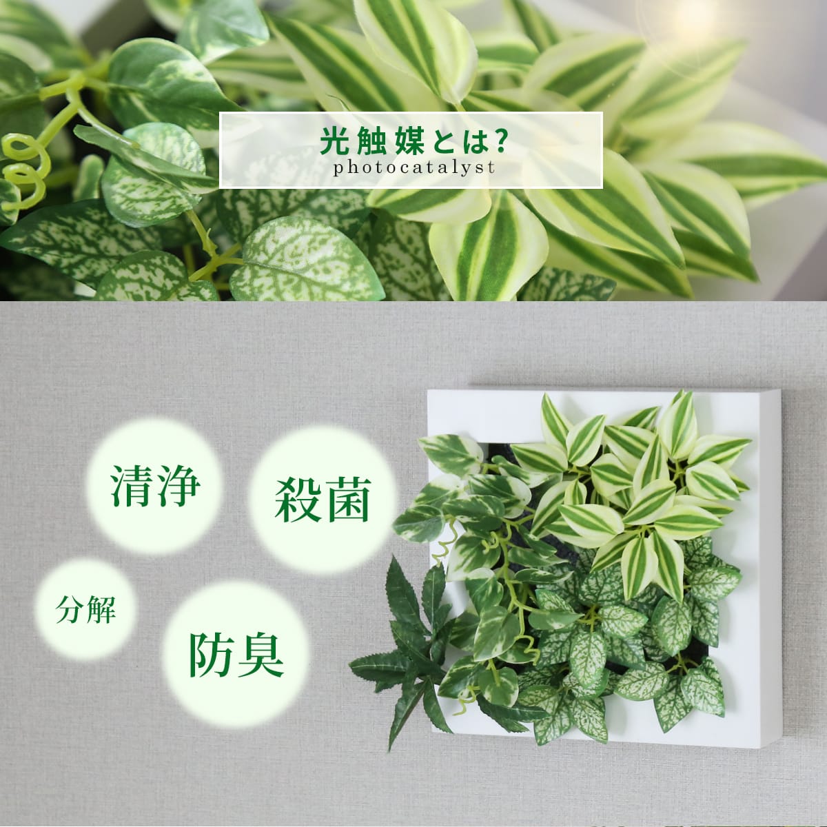 観葉植物【正方形】マイロ