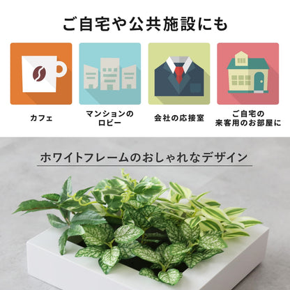 観葉植物【正方形】マイロ