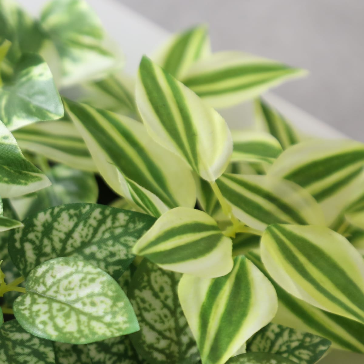 観葉植物【正方形】マイロ
