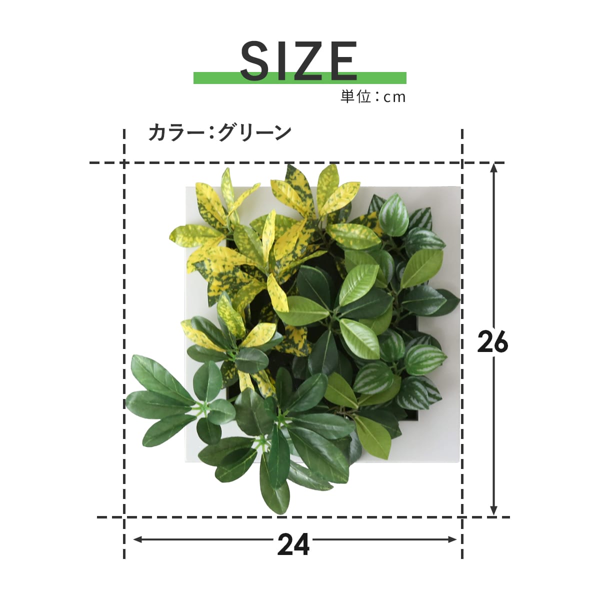 観葉植物【正方形】マイロ