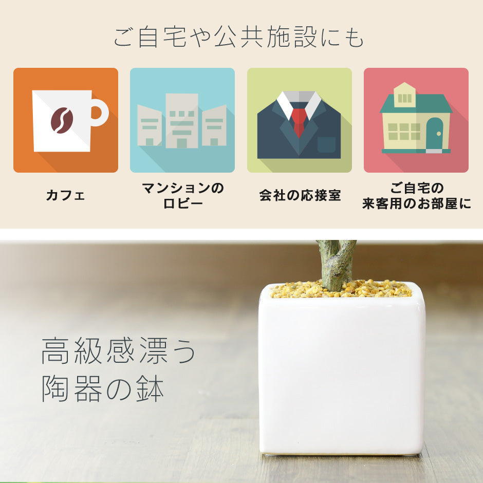 観葉植物　オリーブS