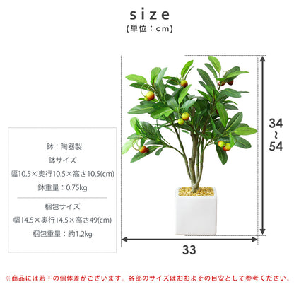 観葉植物　オリーブS