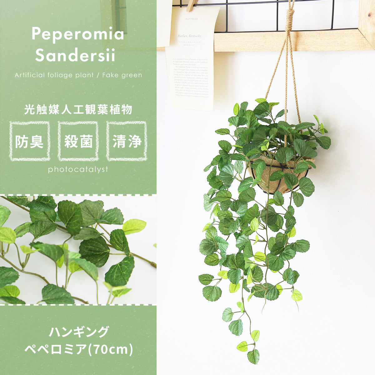 観葉植物　ハンギング ペペロミア70㎝