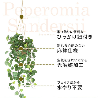 観葉植物　ハンギング ペペロミア70㎝