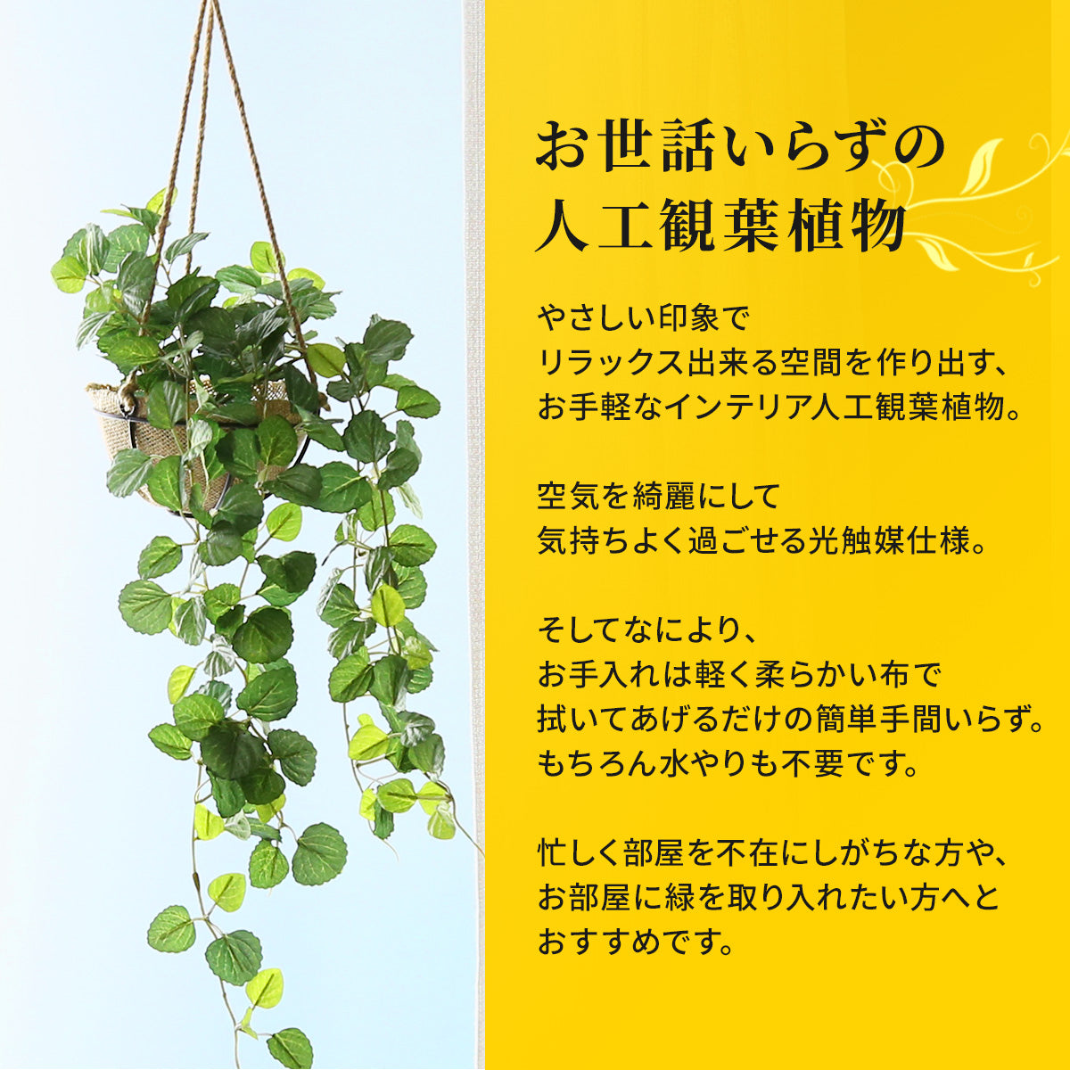 観葉植物　ハンギング ペペロミア70㎝