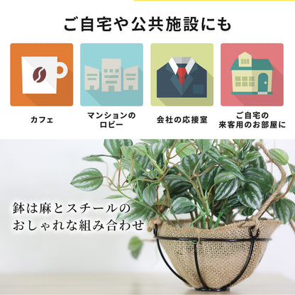 人工観葉植物 ペペロミア サンデルシー43cm