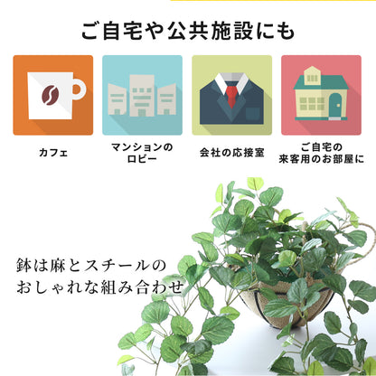 観葉植物　ハンギング ペペロミア70㎝
