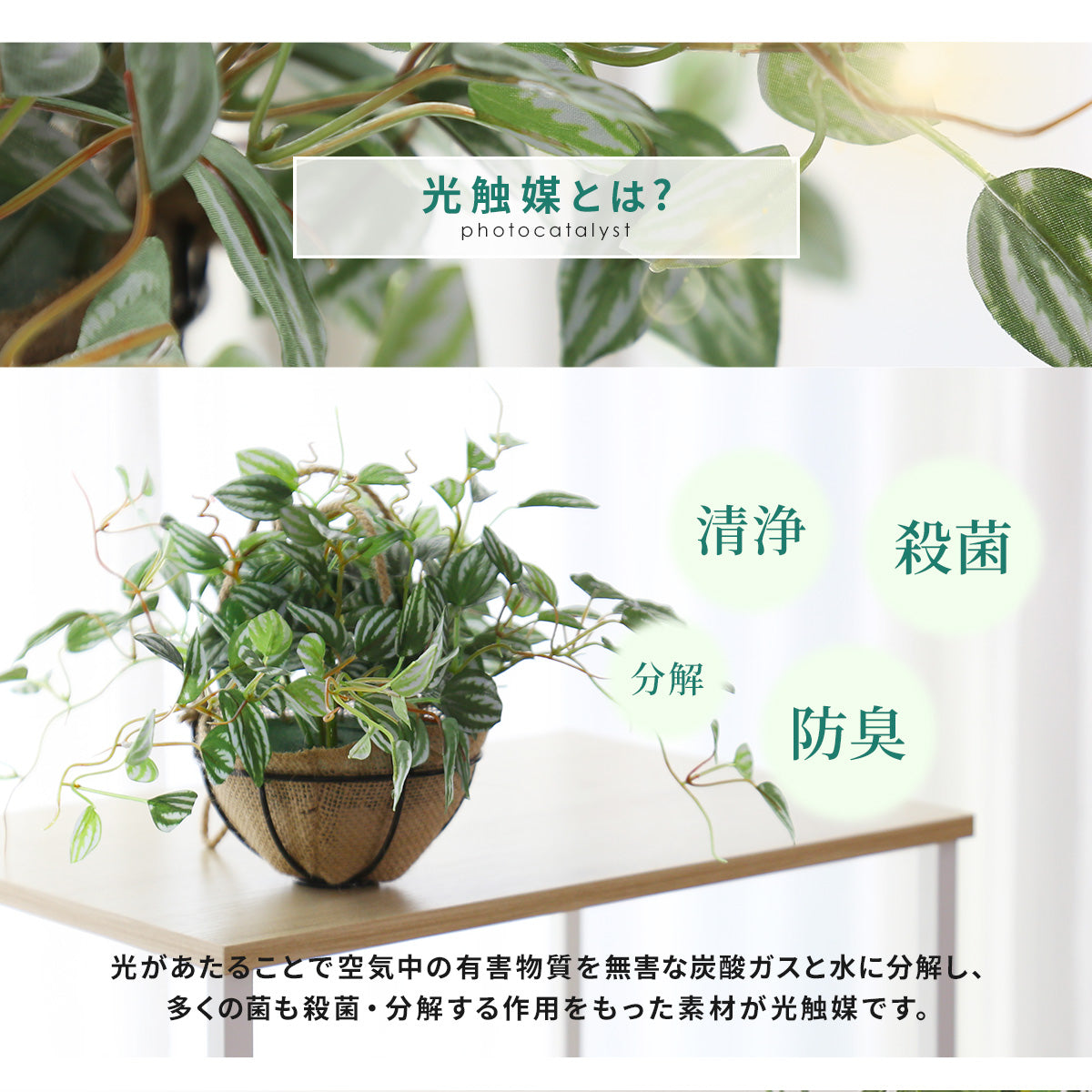 人工観葉植物 ペペロミア サンデルシー43cm