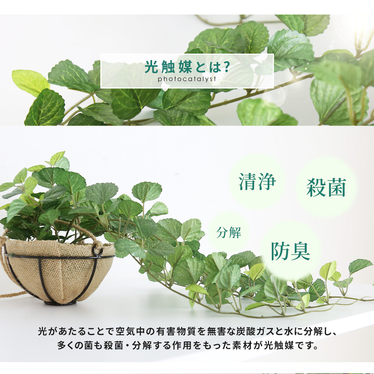 観葉植物　ハンギング ペペロミア70㎝