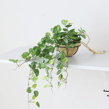 観葉植物　ハンギング ペペロミア70㎝