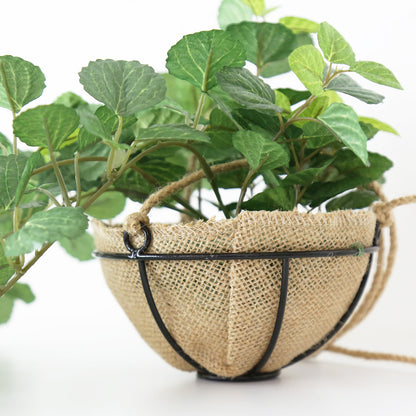観葉植物　ハンギング ペペロミア70㎝