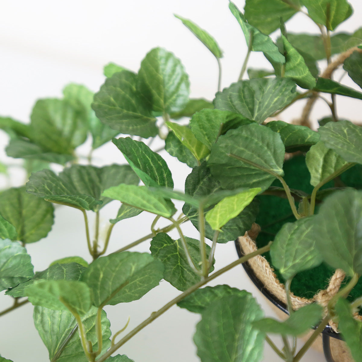 観葉植物　ハンギング ペペロミア70㎝