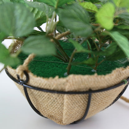 観葉植物　ハンギング ペペロミア70㎝