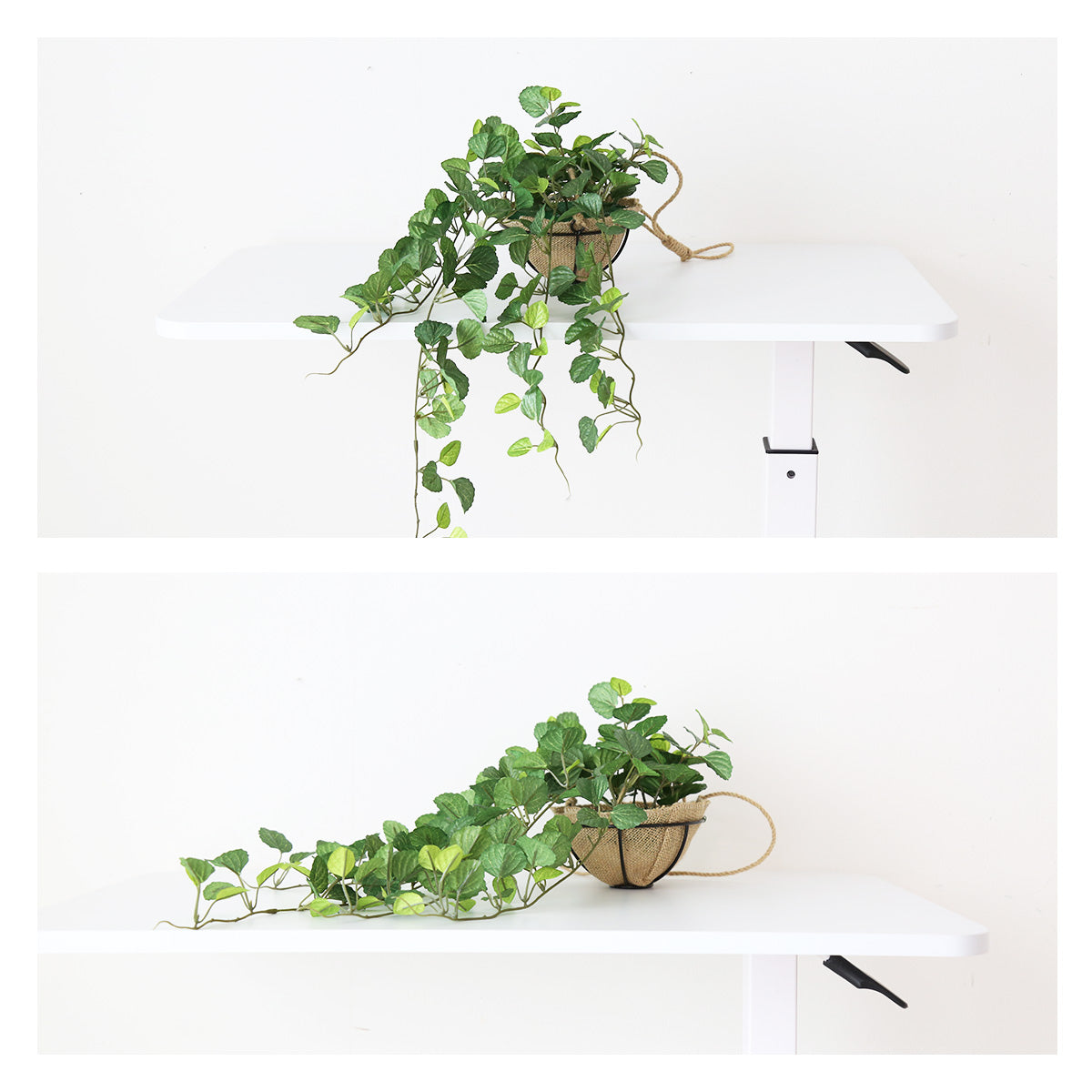 観葉植物　ハンギング ペペロミア70㎝