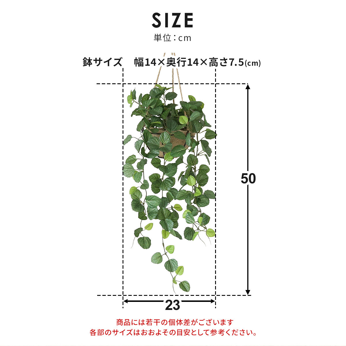 観葉植物　ハンギング ペペロミア70㎝