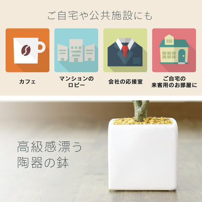 人工観葉植物 プルメリア