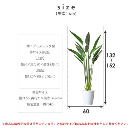 観葉植物 ストレリチア