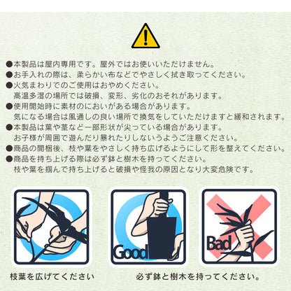 観葉植物 ストレリチア